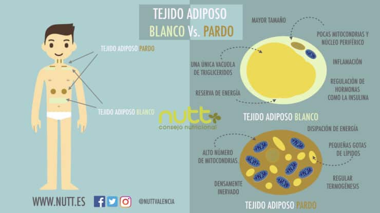Tejido adiposo pardo vs. blanco