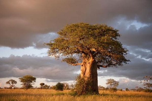 propiedades de baobab