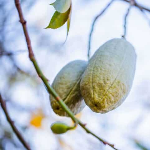 baobab propiedades nutricionales