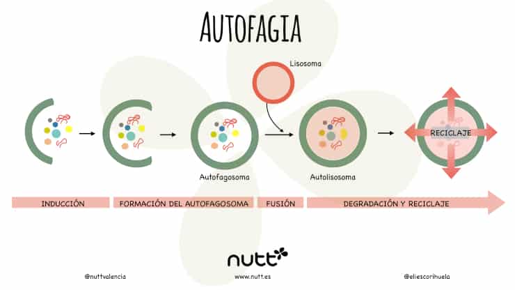 Autofagia y ayuno intermitente