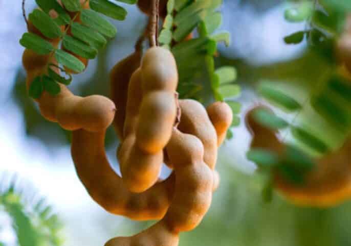 Tamarindo propiedades