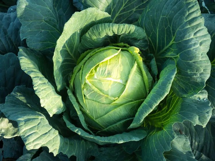 Alimentos buenos para la menopausia coles