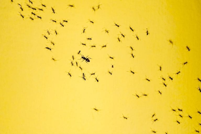 comer insectos portada