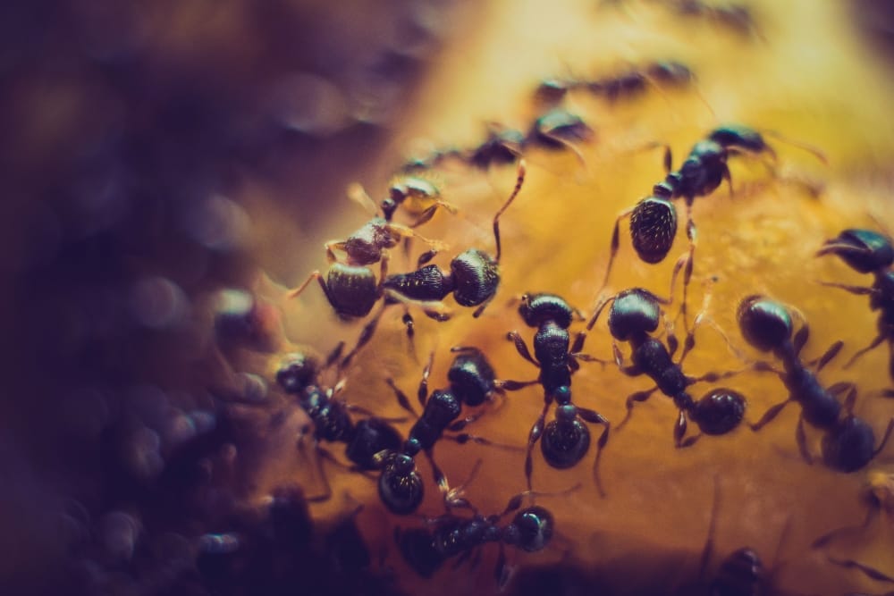 comer insectos nutricionista valencia elisa escorihuela nutt hormigas