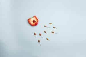 dieta para fecundación in vitro FIV